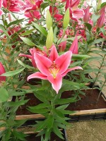 [4269 Murray No01.JPG]